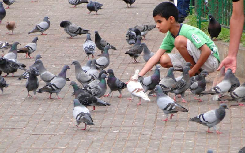 Casablanca s’attaque aux espèces nuisibles