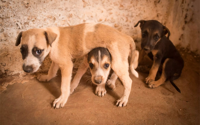 Le Maroc va (enfin) appliquer la convention visant à lutter contre la prolifération des chiens errants